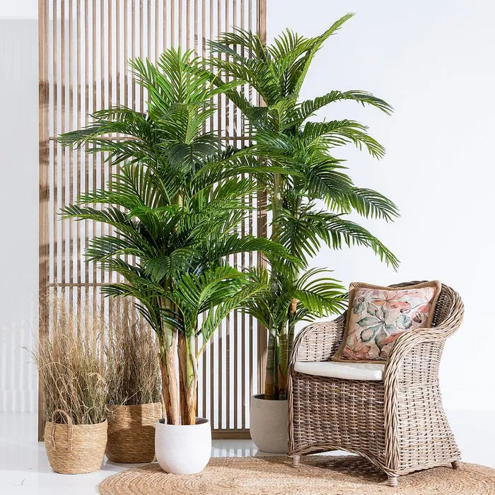Planta areca
